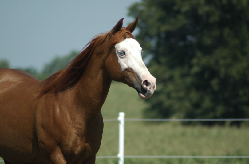 How Much Horses Cost & How You Can Actually Afford One Horse Rookie