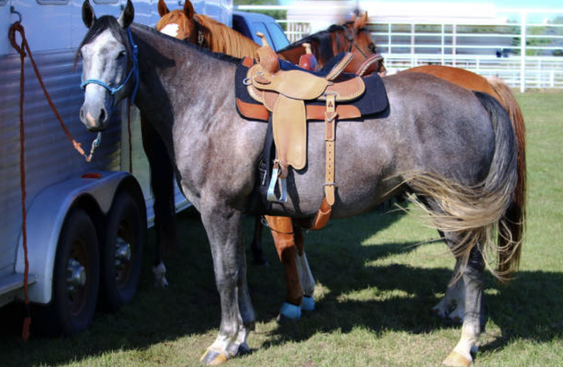 How Much Horses Cost & How You Can Actually Afford One Horse Rookie