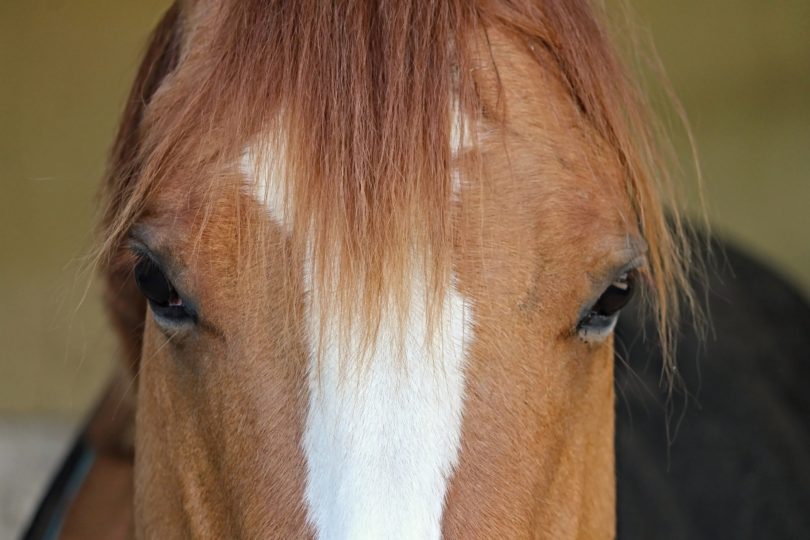 How Much Horses Cost How You Can Actually Afford One,Bittersweet Plant Berries