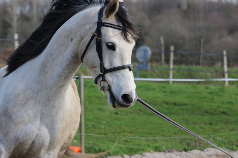 best-bits-arabian-horse