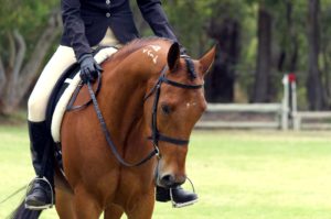 horse-show-packing-list