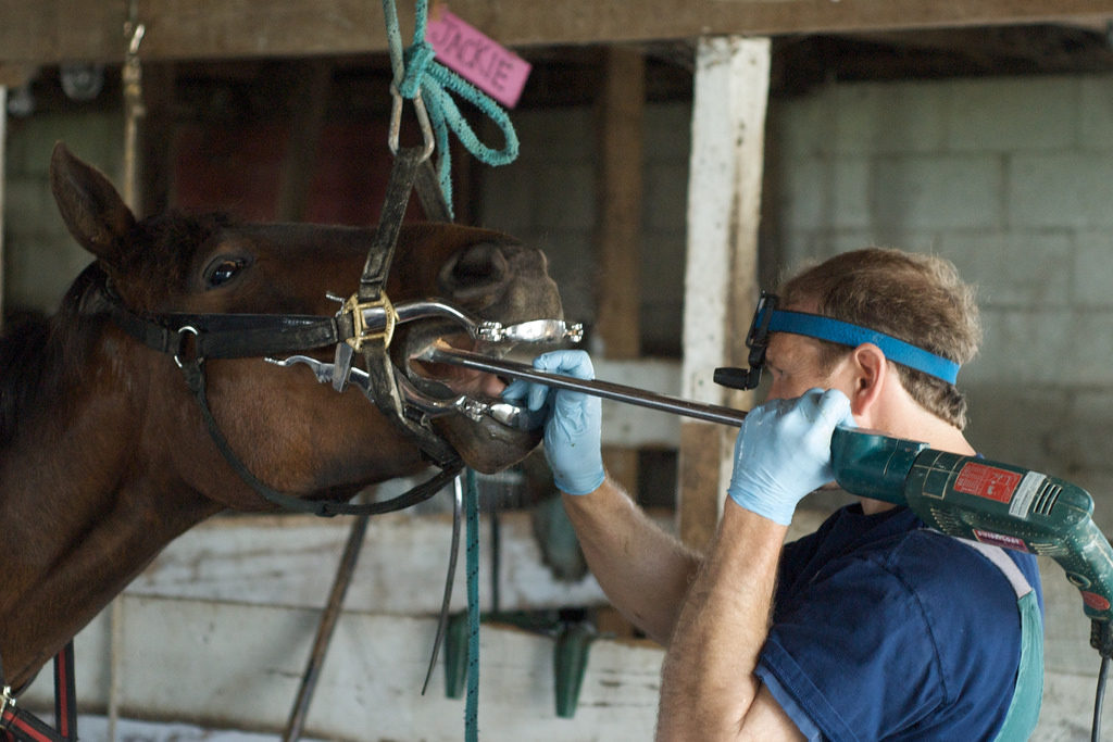 equine-dental-care