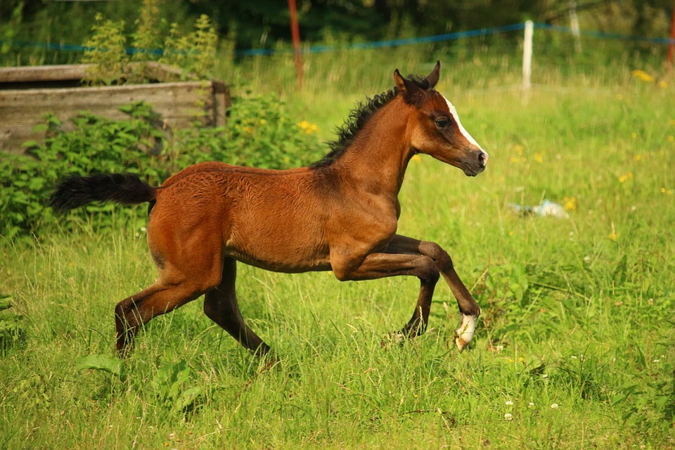 Horse-Life-Stages-Foal