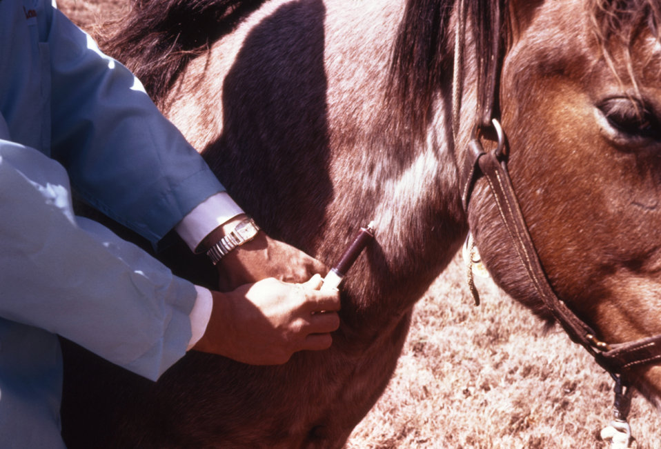 horse-vet-care