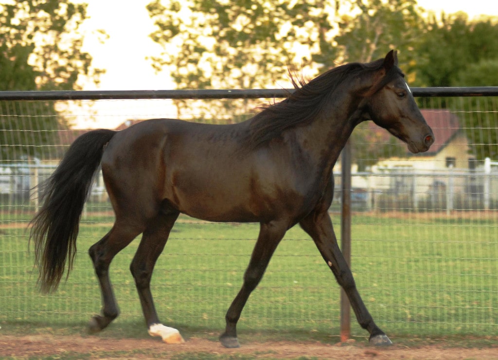 Friendly & Fun 4 Best Horse Breeds for Beginners