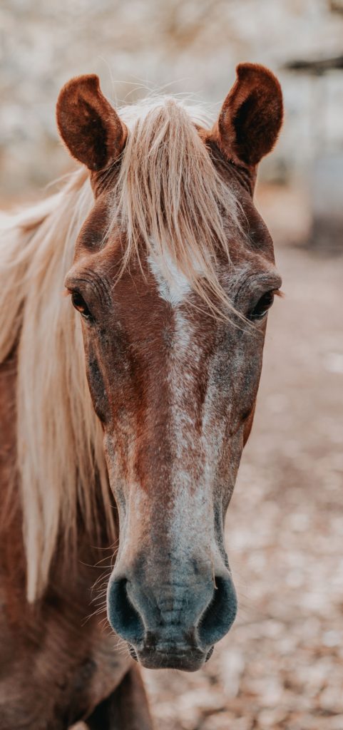 horse-life-stage-senior