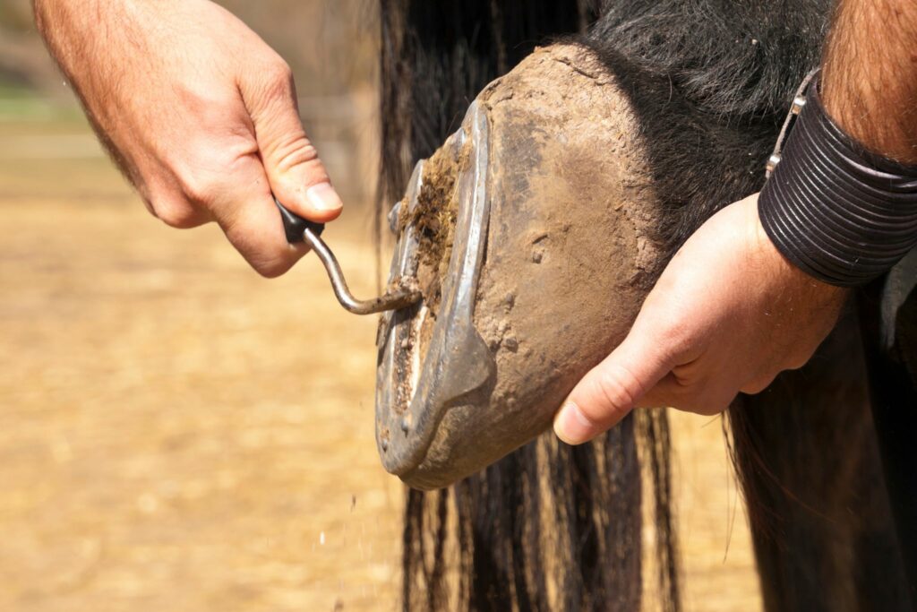 hand picking out horse's hoof