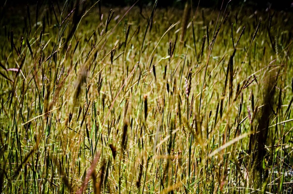 Bluestem Grass