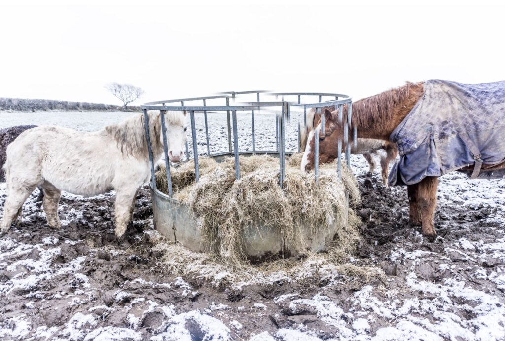 Horses Need More Hay in Winter