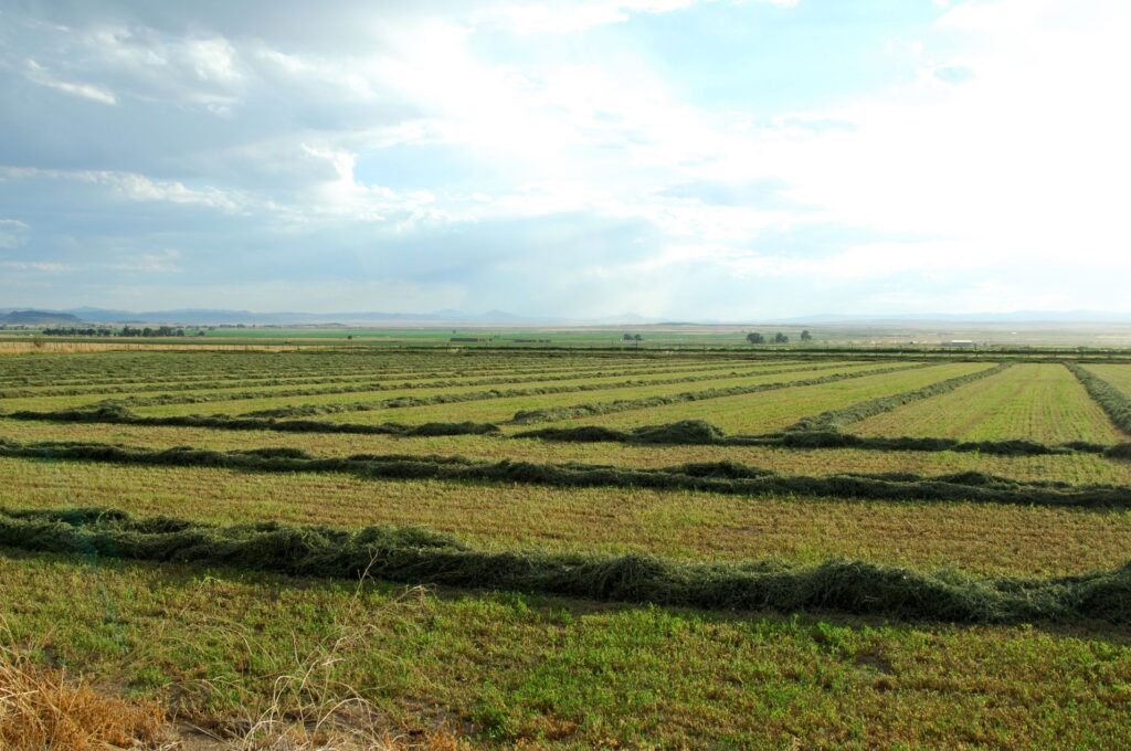 Can You Feed Hay Off the Field?