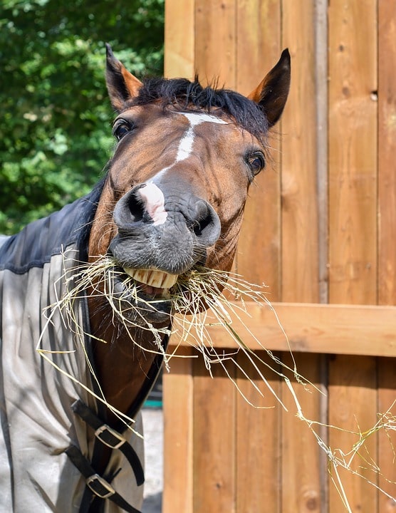 best-horse-hay