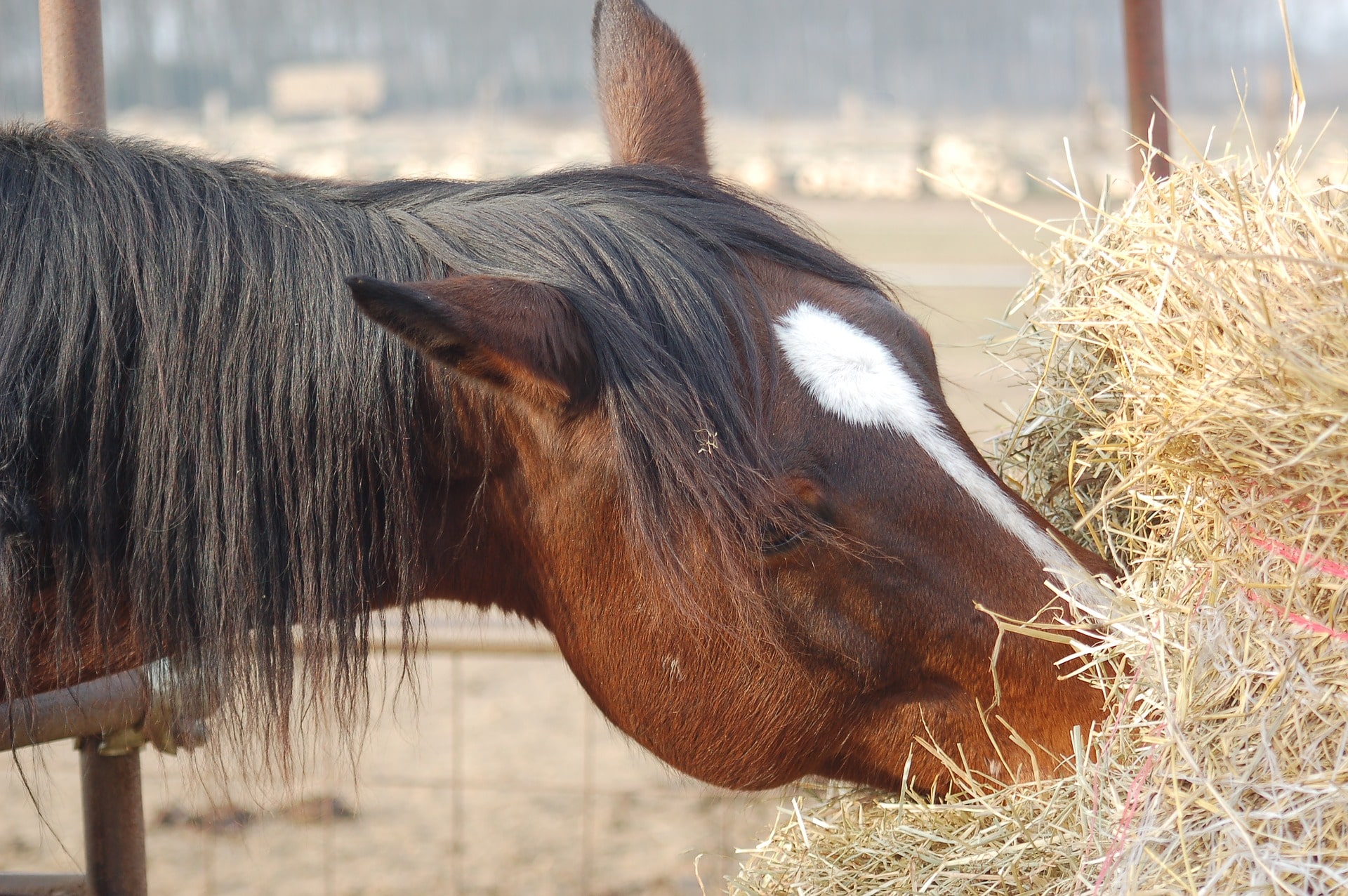 timothy hay for horses