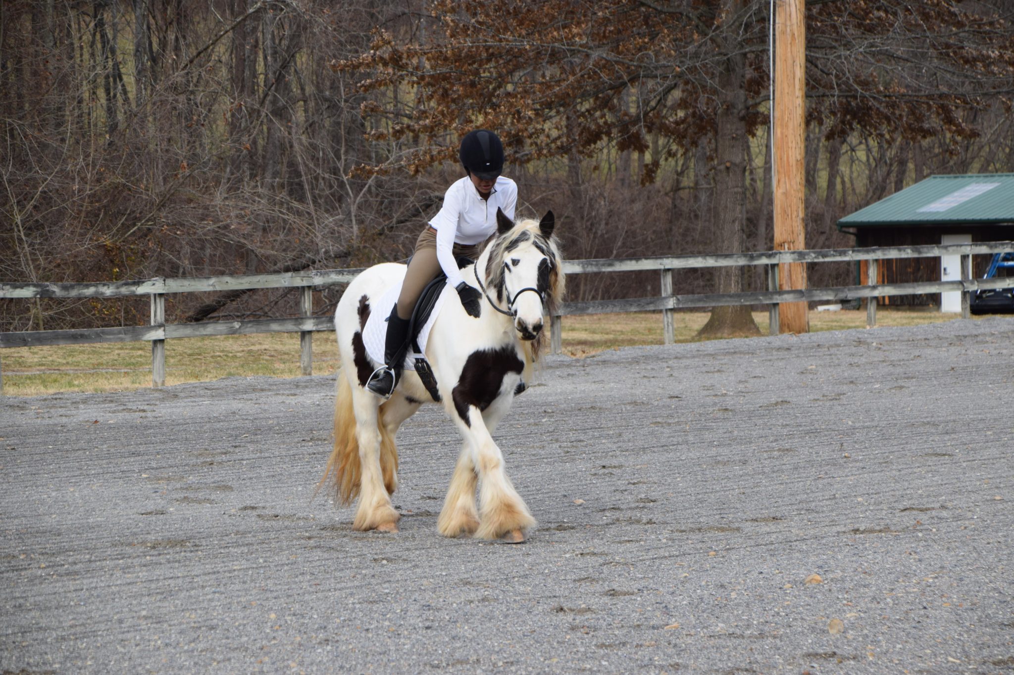 Packed to Perfection: The Ultimate Horse Show Packing List