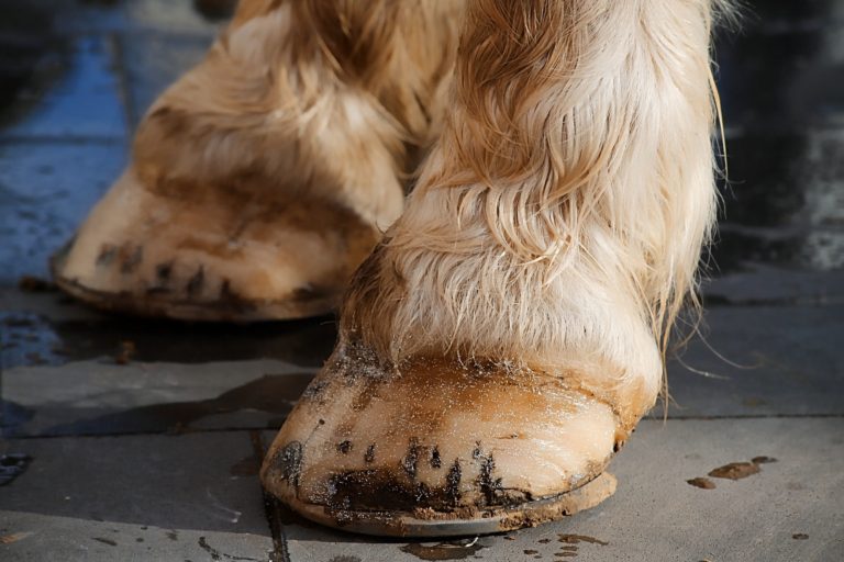 Why Some Horses Wear Shoes (And Others Don’t) Horse Rookie
