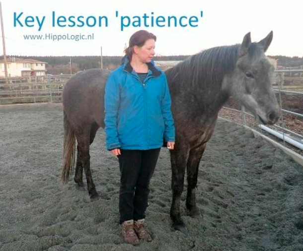 training-horse-patience