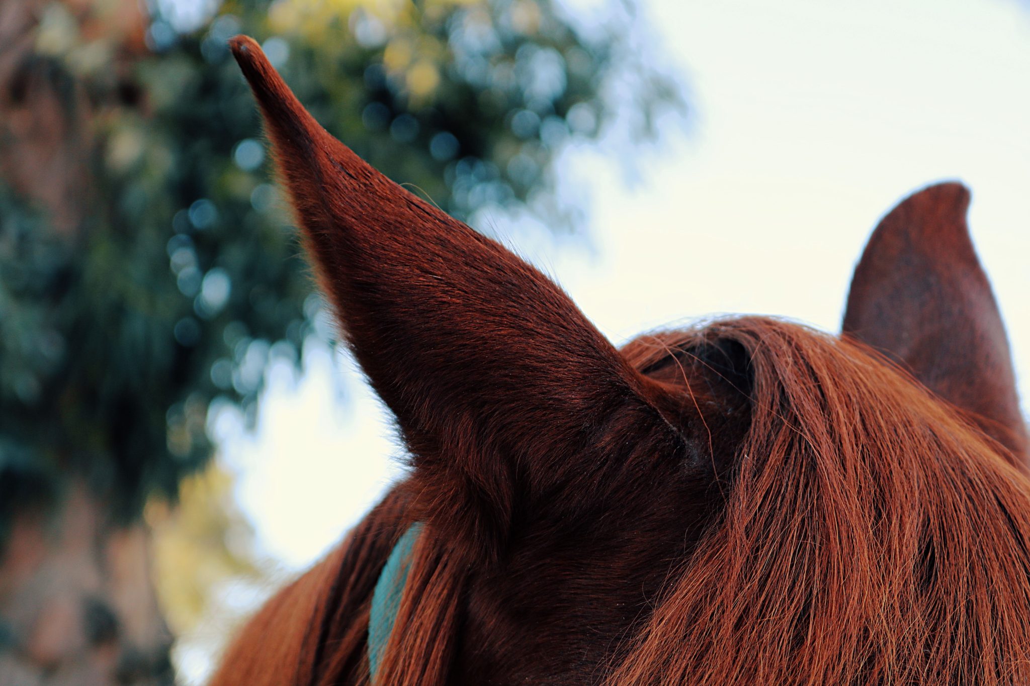 Click” with your Horse: The Basics on Clicker Training