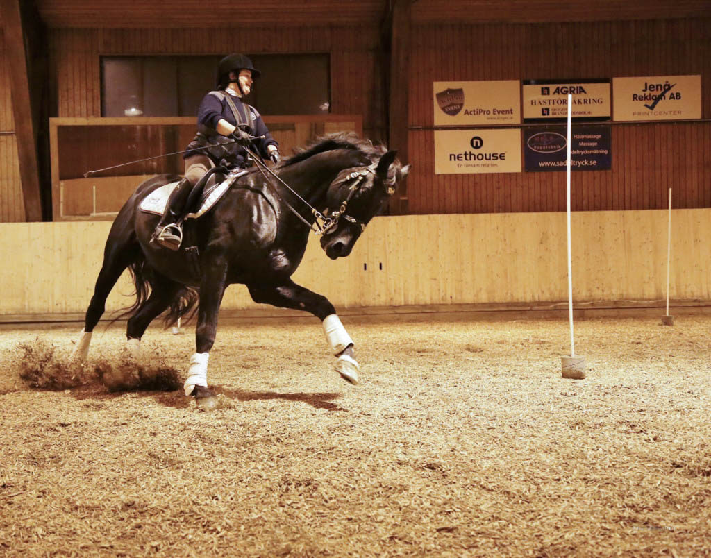 what-is-working-equitation-min