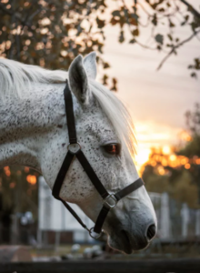 Myth Busters: Do Horses Actually Like Being Ridden? - Horse Rookie