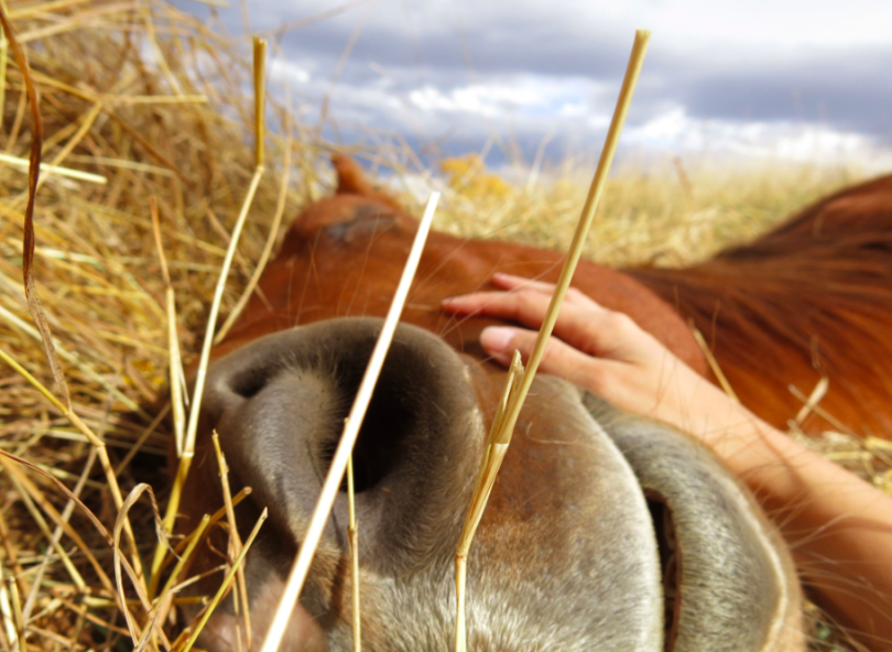 montana-yoga-horseback-riding