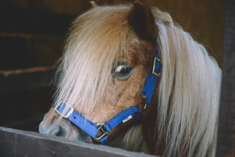 Can horses sense fear and anxiety? Horse Rookie