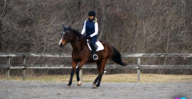 horse rider gaining confidence