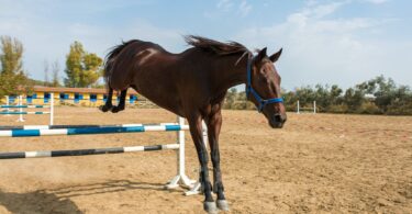 horse jumping rails