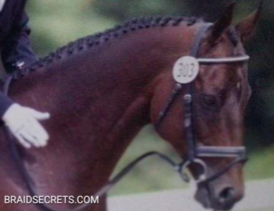 hunter horse braids