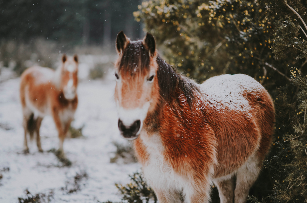 Horses in the snow