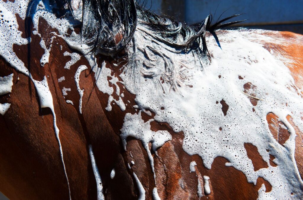 Wash Your Horse's Mane Thoroughly