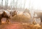 Horses eating hay in winter