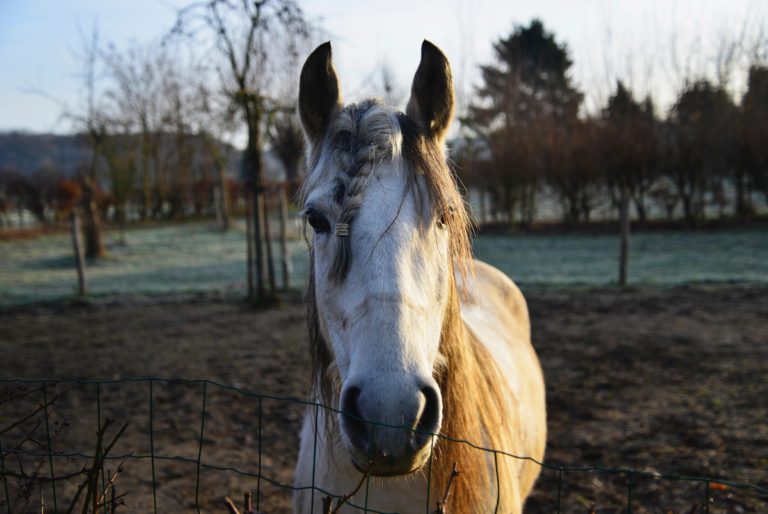 when-is-it-too-late-to-learn-to-ride-a-horse