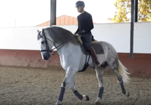 Matt Harnacke Inside Scoop (Bio, Horses, Vlog, Fan Quiz) - Horse Rookie