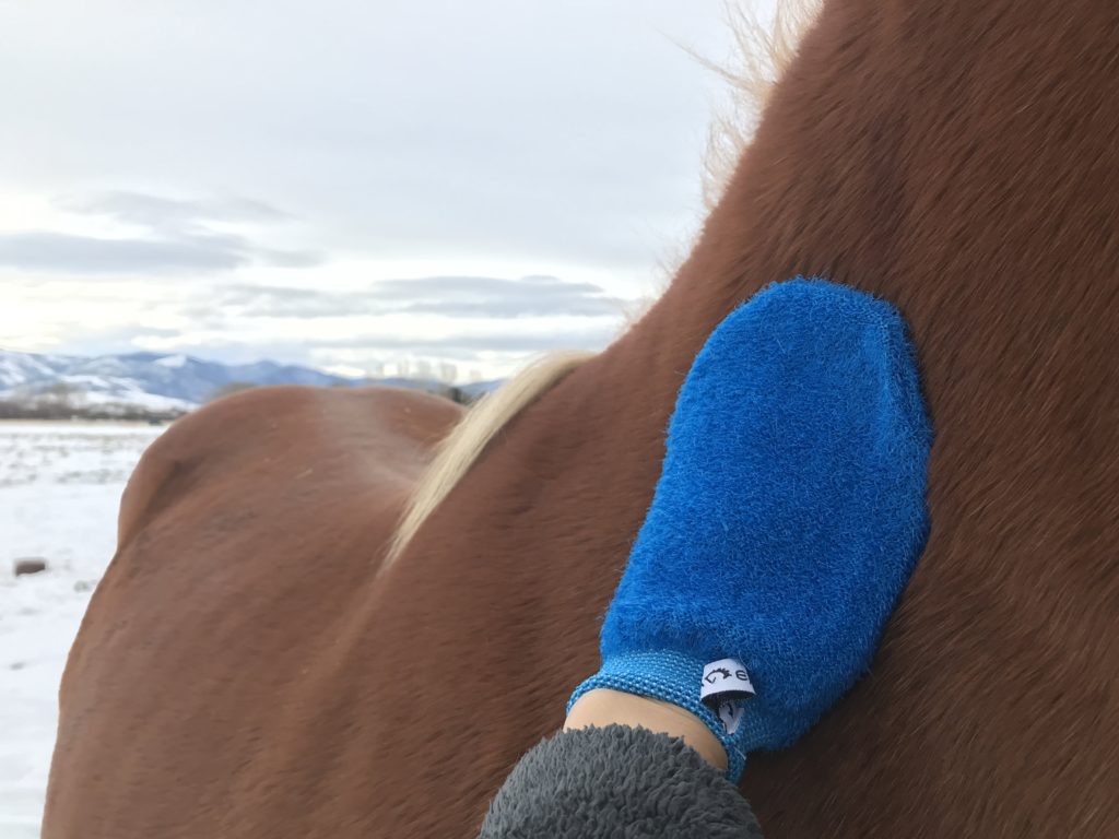 horse grooming mitt