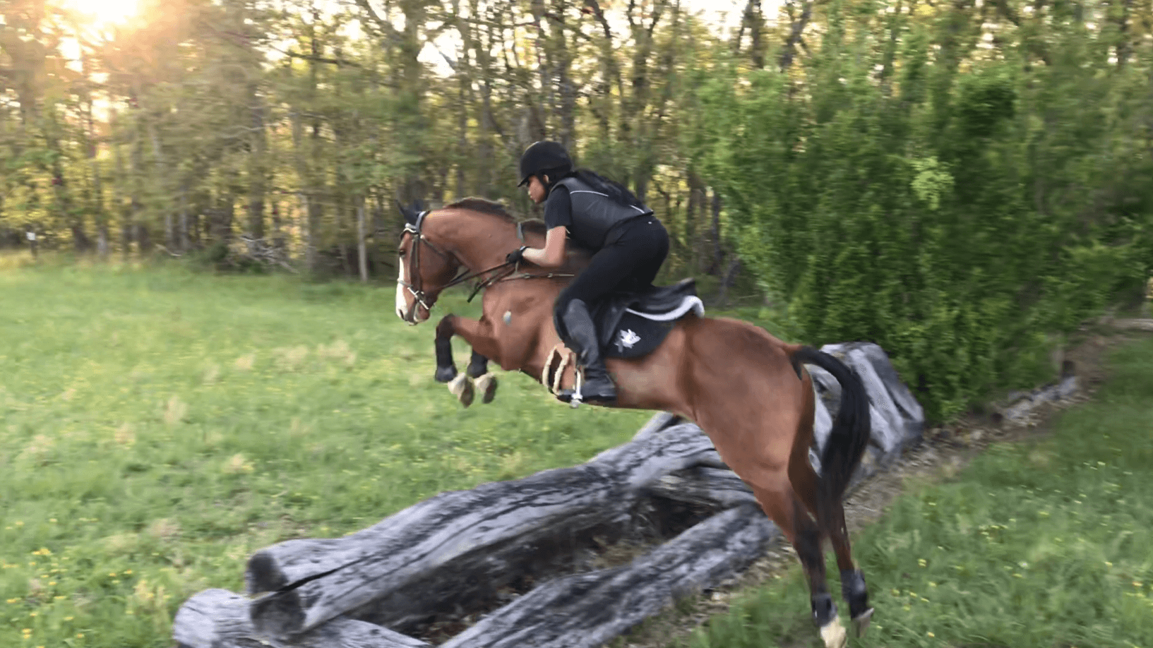 Horse Show Jumping A Complete Beginners Guide