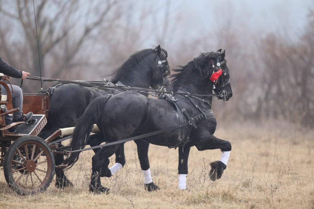 Team of black horses pulling cart