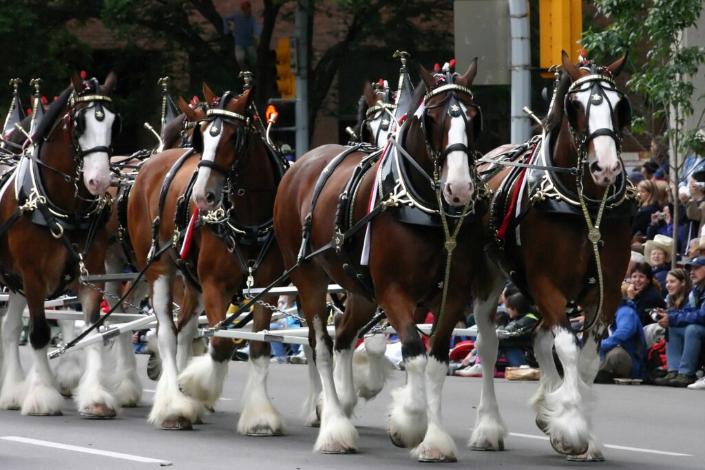 Draft horses are more suited to pulling