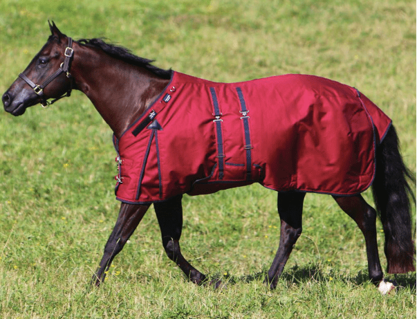 7 Best Blankets for Happy Horses (Winter, Turnout, Rain)