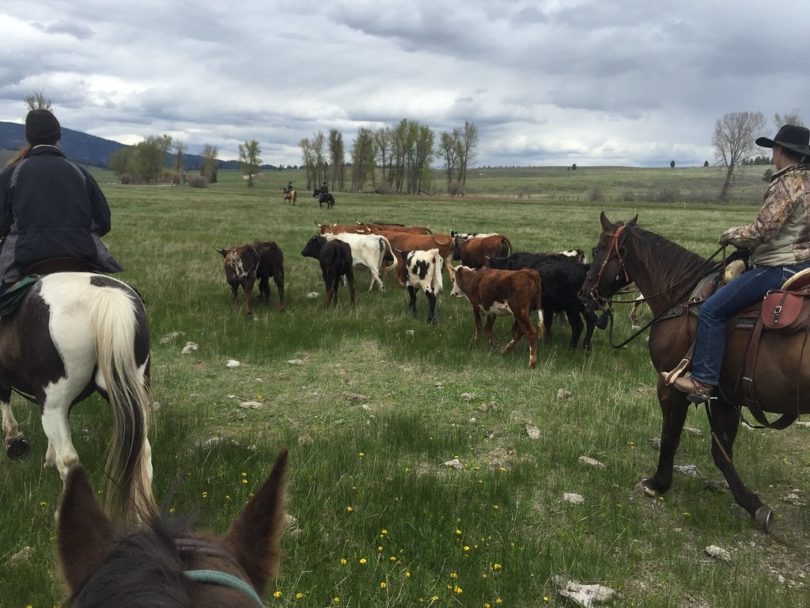 7 Best Horseback Riding Vacations for Single Travelers Horse Rookie