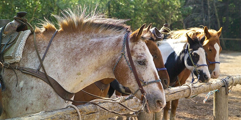 Horses Hitching Posts How To Tie Right Every Time