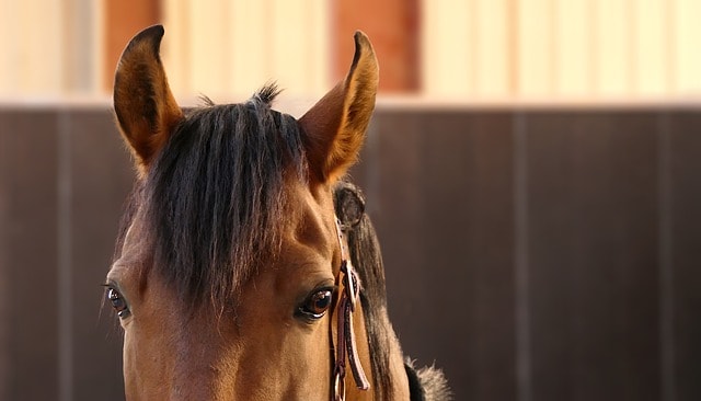 horse behavior ears