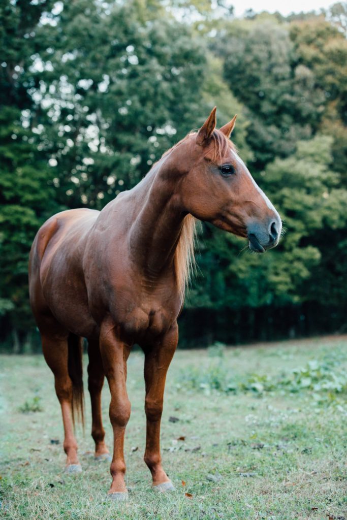 horse photography background