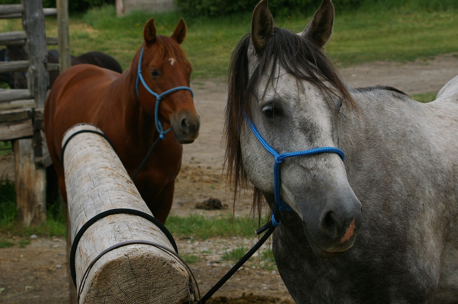 Horses Hitching Posts How To Tie Right Every Time Horse Rookie