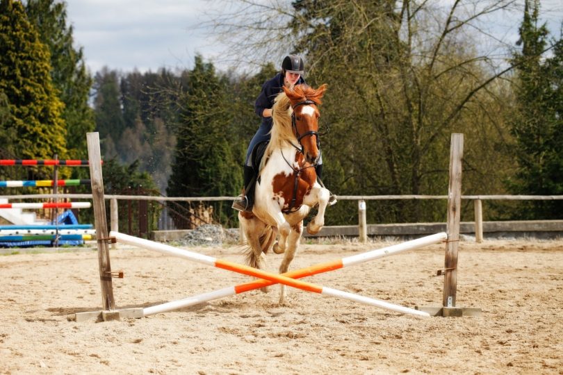 horse jumping crossrail