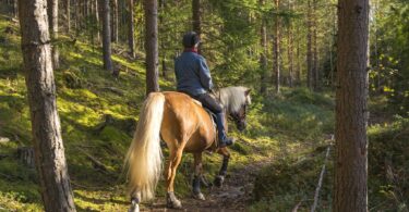 horse and rider in woods
