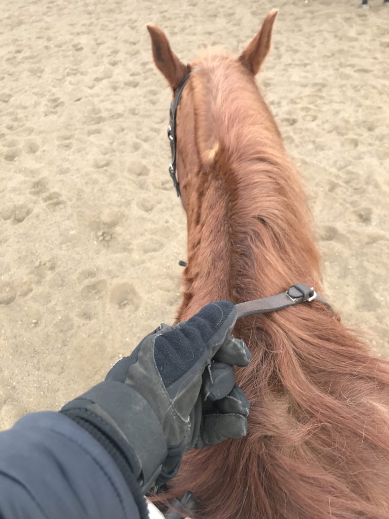 Roeckl winter gloves and reins