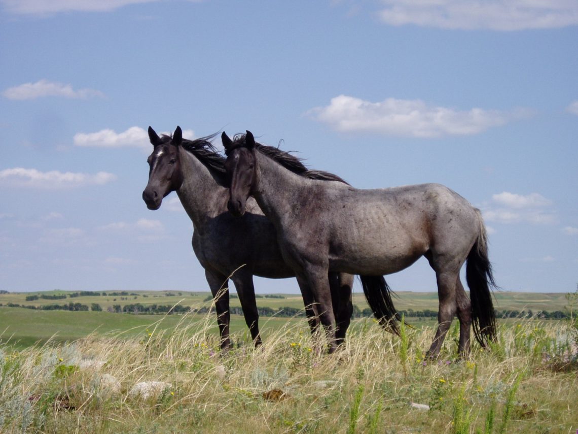 5 Rare Horse Breeds You Ve Probably Never Heard Of Horse Rookie