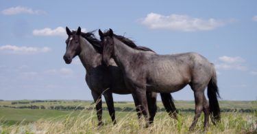 Nokota Rare Horse Breeds