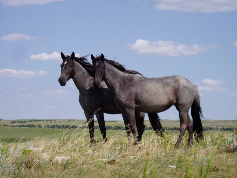 Nokota Rare Horse Breeds