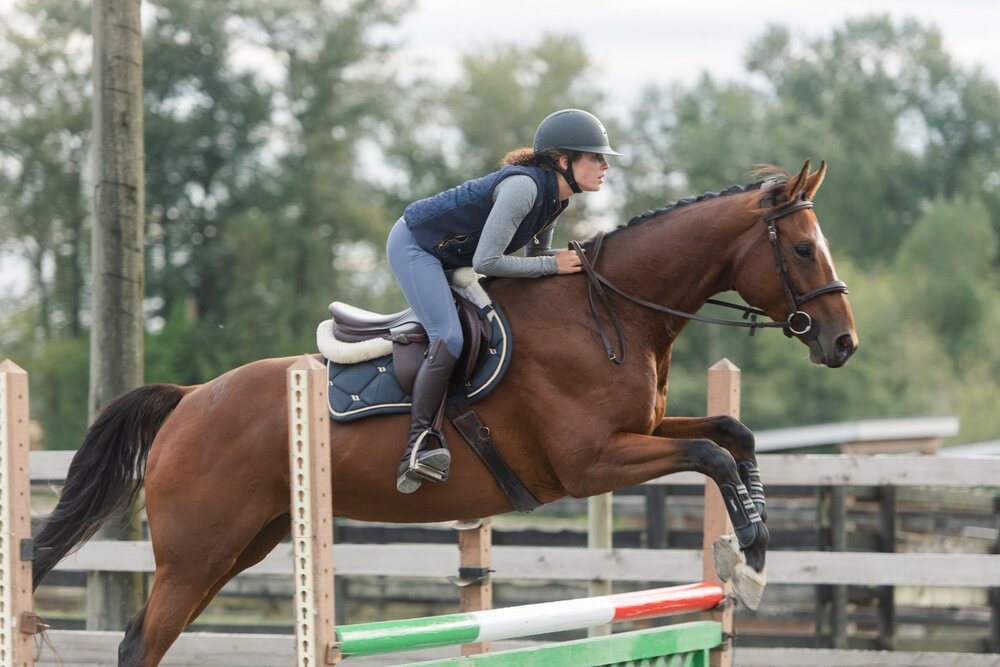 Horse Jumping Glossary for Beginners (With Videos)