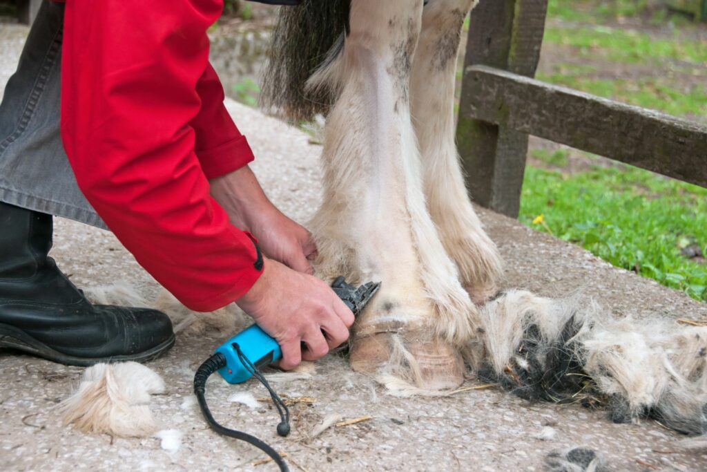 Horses need desensitizing to clippers